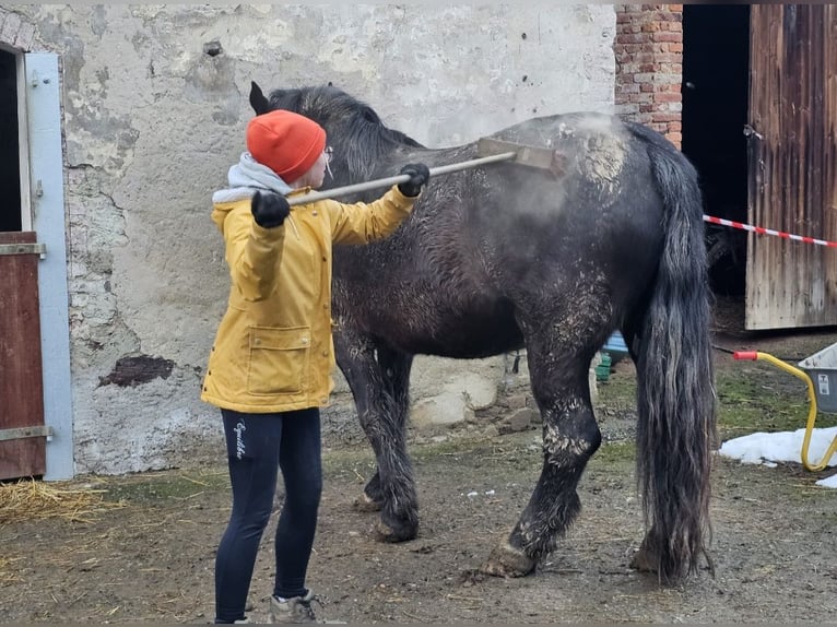 Noriker Ruin 7 Jaar 172 cm Zwart in Langenwetzendorf