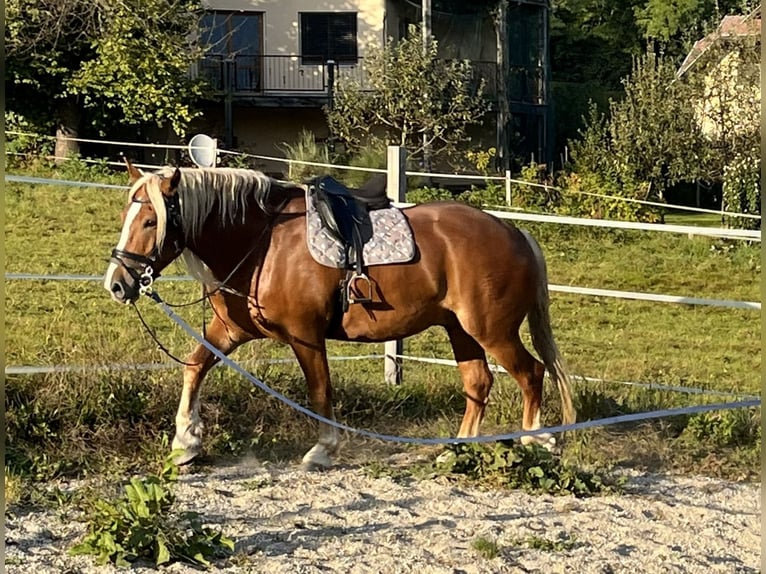 Noriker Ruin 7 Jaar 177 cm Vos in Bodensdorf