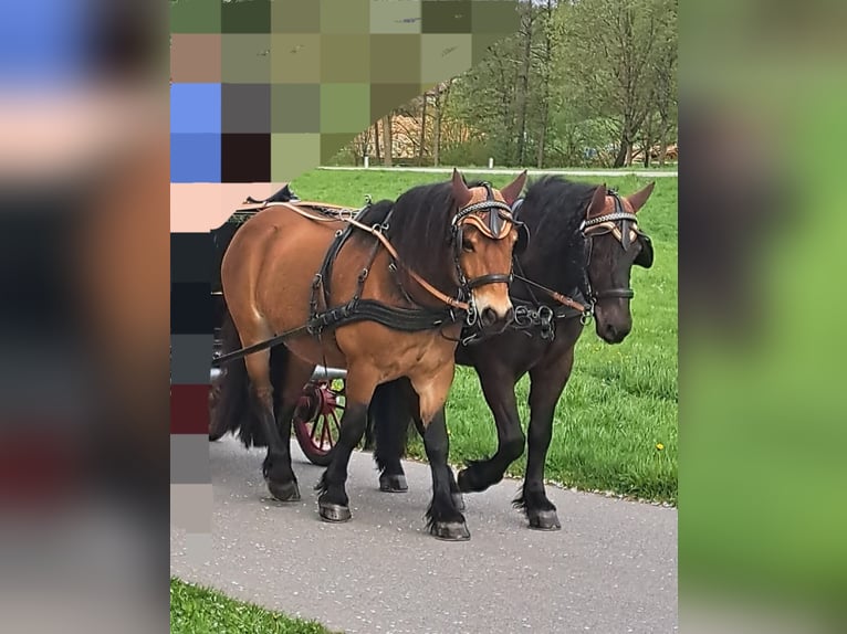 Noriker Mix Ruin 8 Jaar 150 cm Bruin in ANDORF