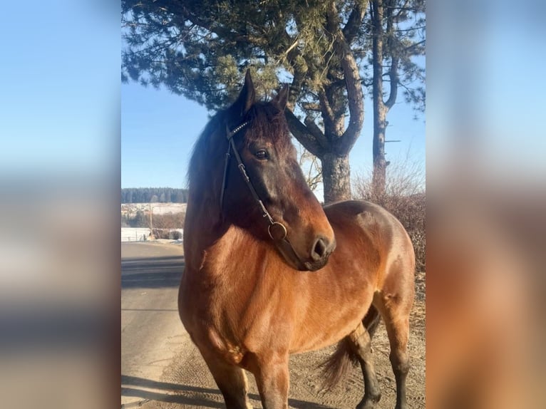Noriker Ruin 8 Jaar 162 cm Bruin in Gschwandt