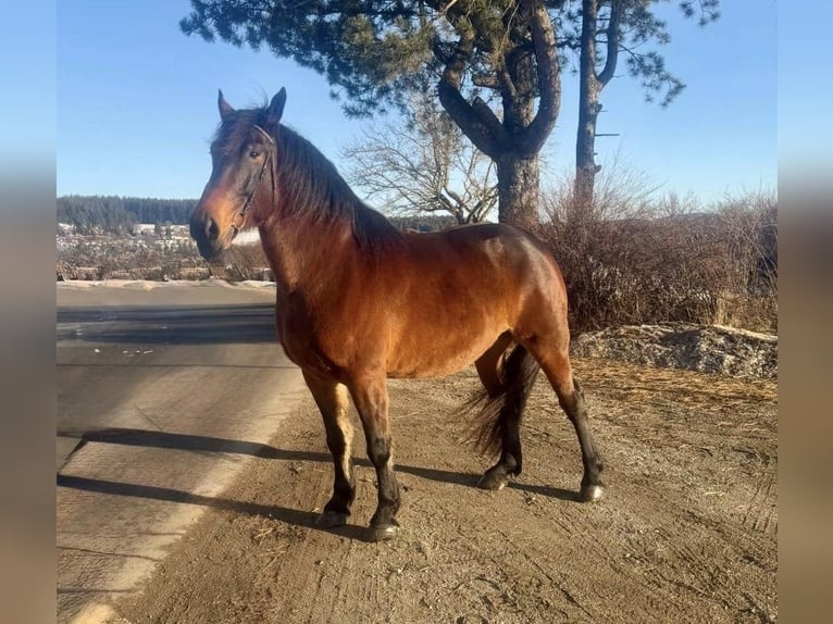 Noriker Ruin 8 Jaar 162 cm Bruin in Gschwandt