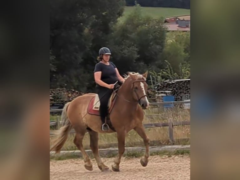 Noriker Ruin 8 Jaar 162 cm Vos in Bad Wildungen