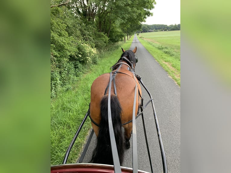 Noriker Ruin 8 Jaar 165 cm Bruin in Ebersdorf
