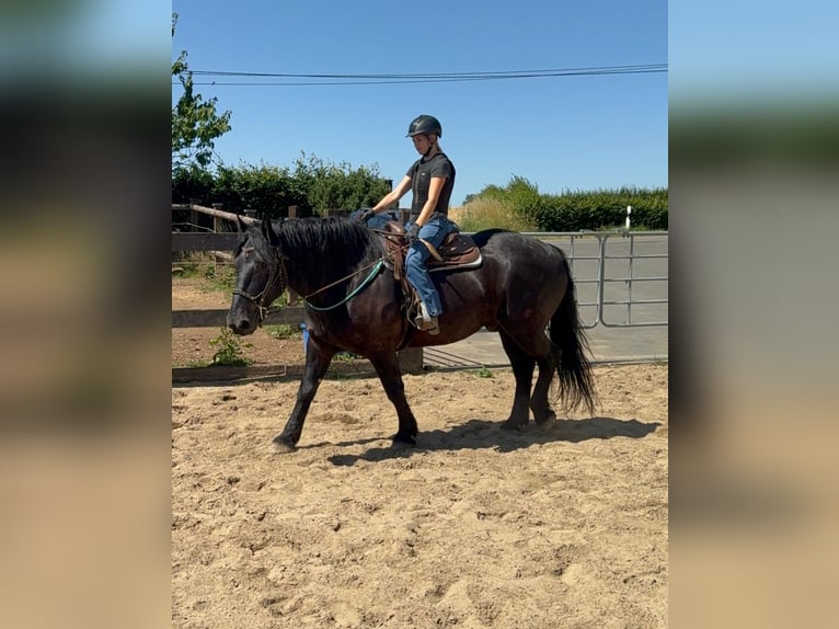 Noriker Ruin 8 Jaar 165 cm Zwart in Daleiden