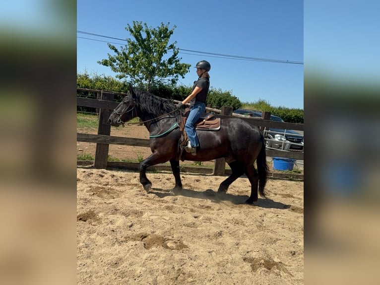 Noriker Ruin 8 Jaar 165 cm Zwart in Daleiden