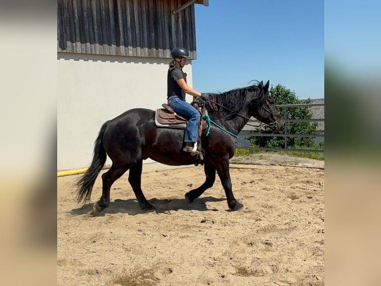 Noriker Ruin 8 Jaar 165 cm Zwart in Daleiden