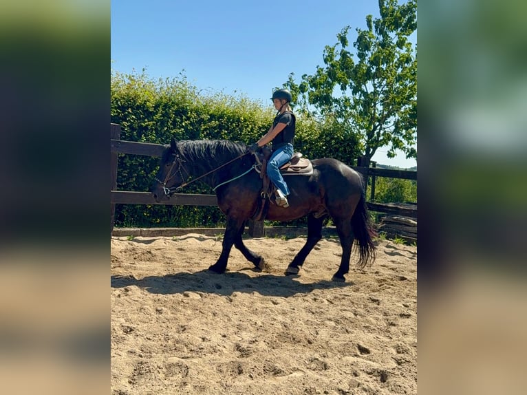 Noriker Ruin 8 Jaar 165 cm Zwart in Daleiden