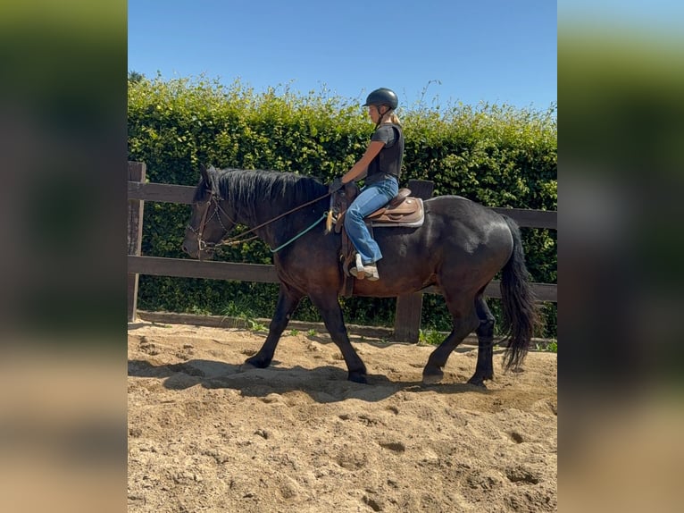 Noriker Ruin 8 Jaar 165 cm Zwart in Daleiden