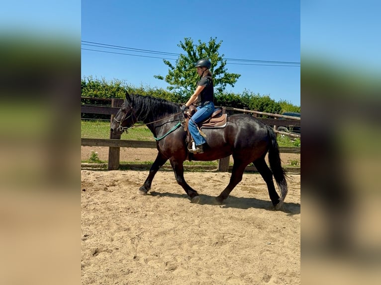 Noriker Ruin 8 Jaar 165 cm Zwart in Daleiden
