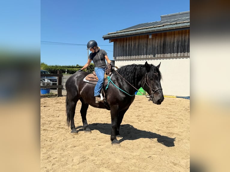 Noriker Ruin 8 Jaar 165 cm Zwart in Daleiden