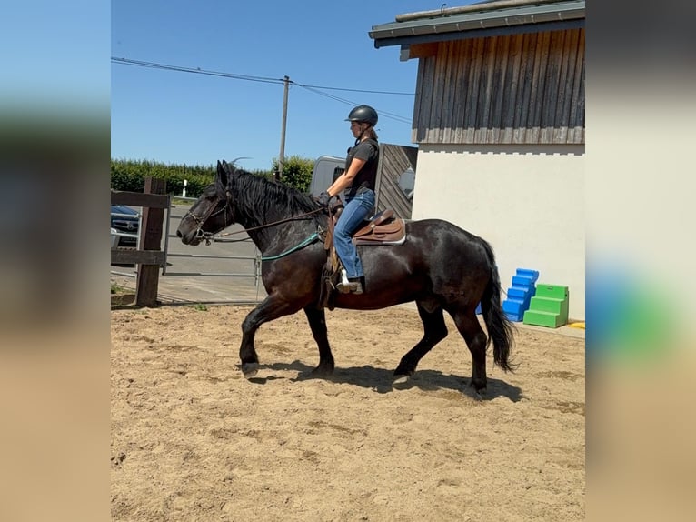 Noriker Ruin 8 Jaar 165 cm Zwart in Daleiden