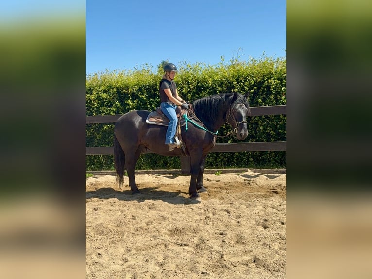 Noriker Ruin 8 Jaar 165 cm Zwart in Daleiden