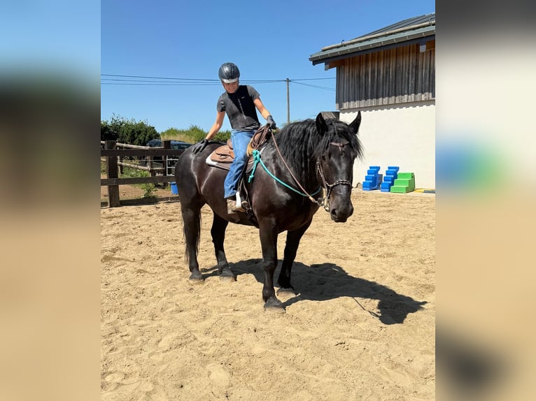 Noriker Ruin 8 Jaar 165 cm Zwart in Daleiden