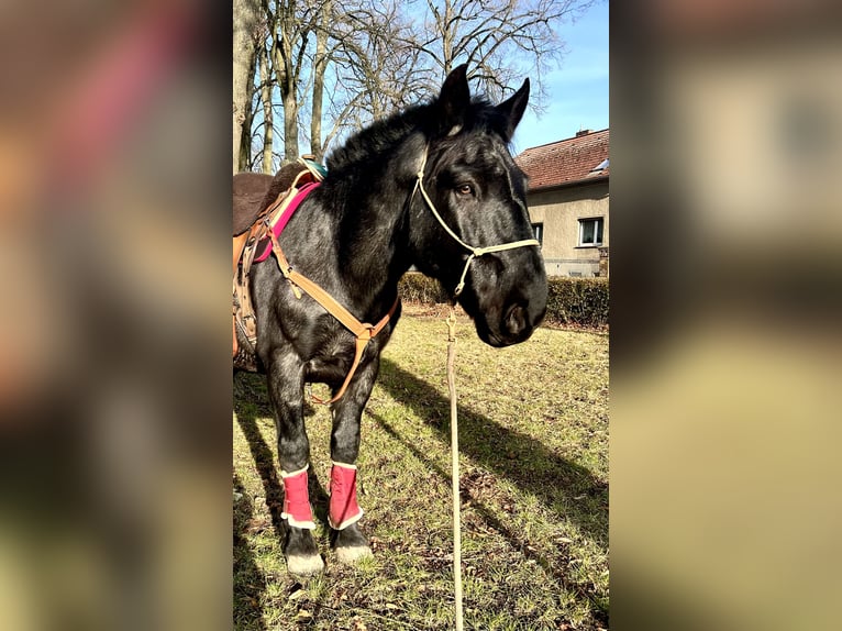 Noriker Ruin 8 Jaar 168 cm Blauwschimmel in Lüdersdorf