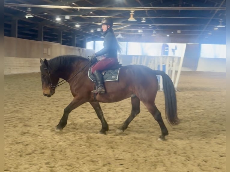 Noriker Ruin 8 Jaar 168 cm Bruin in Pelmberg