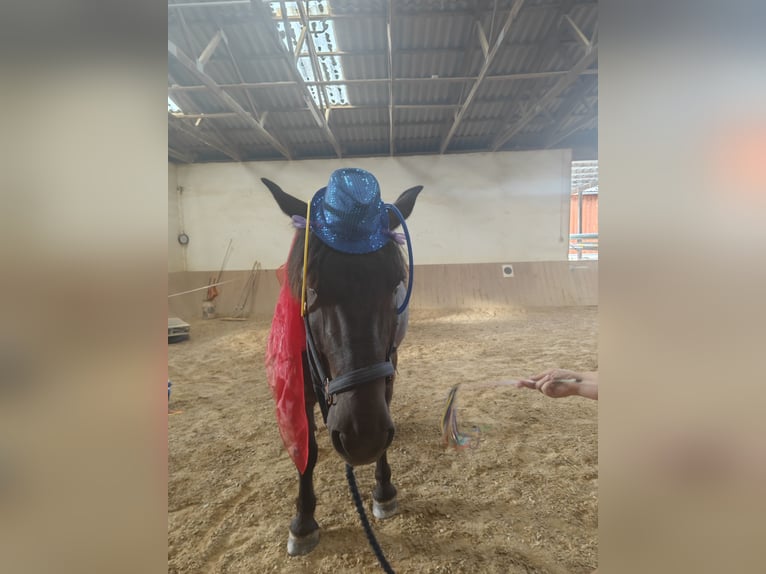 Noriker Ruin 8 Jaar 168 cm Zwart in Michelstadt/Steinbuch