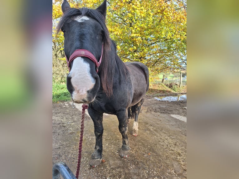 Noriker Ruin 8 Jaar 172 cm Zwart in Remscheid
