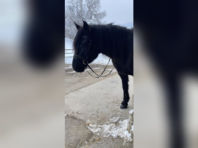 Noriker Ruin 8 Jaar 173 cm Zwart in Trabenig