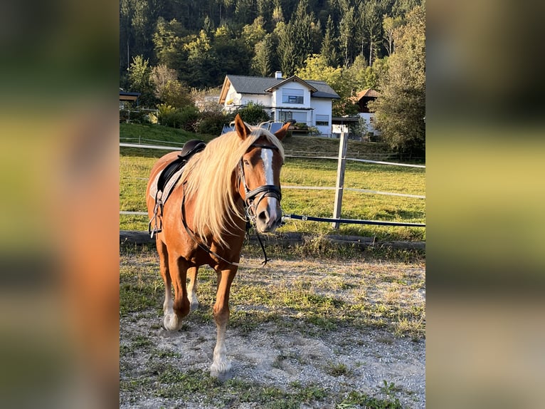 Noriker Ruin 8 Jaar 177 cm Vos in Bodensdorf