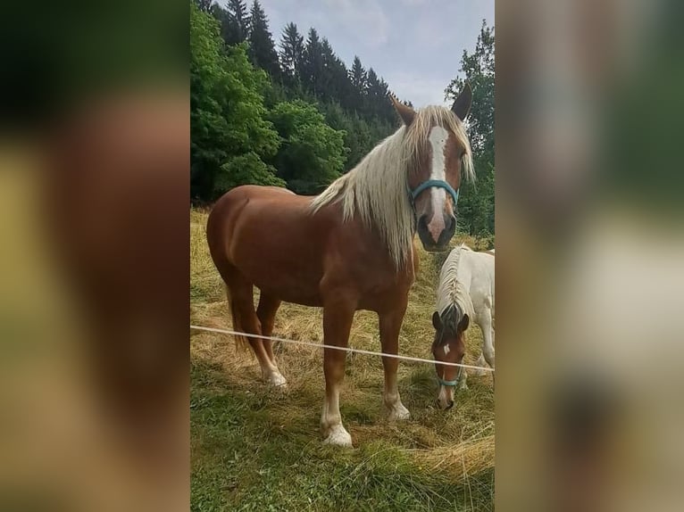 Noriker Ruin 8 Jaar 177 cm Vos in Bodensdorf