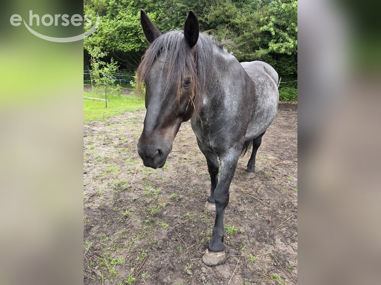 Noriker Ruin 9 Jaar 160 cm Blauwschimmel in Wingst