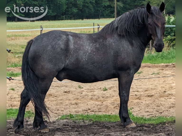 Noriker Ruin 9 Jaar 160 cm Blauwschimmel in Wingst