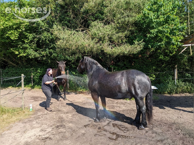 Noriker Ruin 9 Jaar 160 cm Blauwschimmel in Wingst