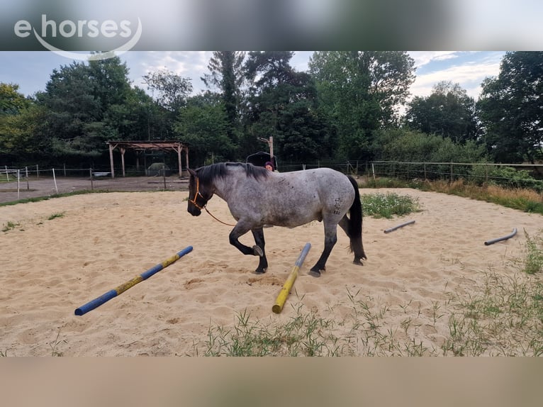 Noriker Ruin 9 Jaar 160 cm Blauwschimmel in Wingst