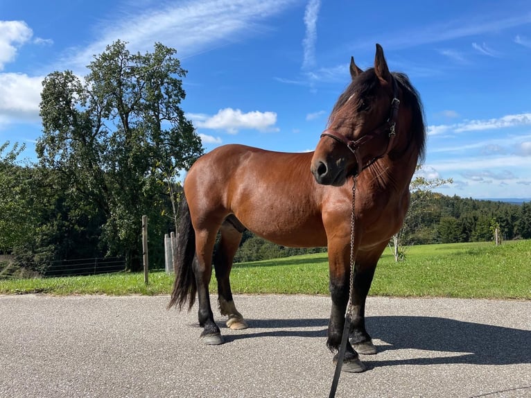 Noriker Ruin 9 Jaar Bruin in Helpfau-Uttendorf