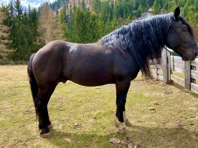 Noriker Stallion 12 years 16,1 hh in Obertilliach