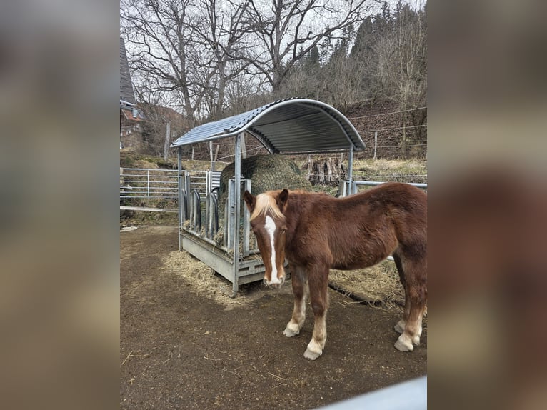 Noriker Stallion 1 year 13.1 hh Sorrel in Ingelsdorf