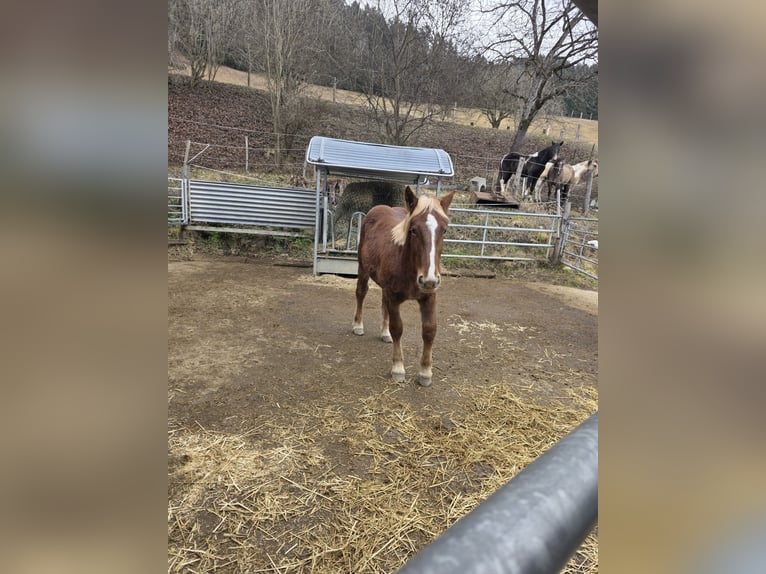 Noriker Stallion 1 year 13.1 hh Sorrel in Ingelsdorf