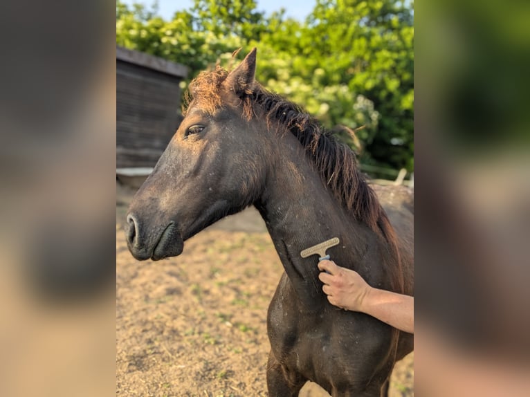 Noriker Mix Stallion 1 year 13,1 hh Leopard-Piebald in Erftstadt