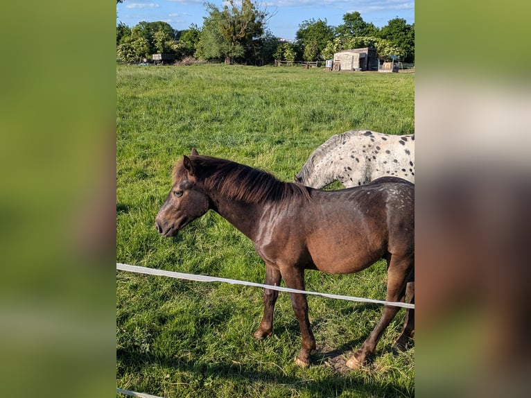 Noriker Mix Stallion 1 year 13,1 hh Leopard-Piebald in Erftstadt
