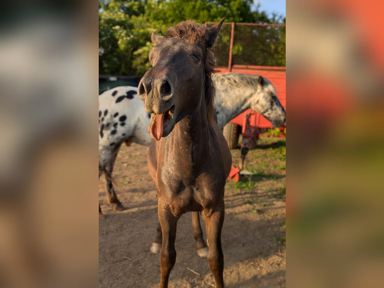 Noriker Mix Stallion 1 year 13,1 hh Leopard-Piebald in Erftstadt