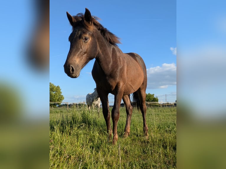 Noriker Mix Stallion 1 year 13,1 hh Leopard-Piebald in Erftstadt