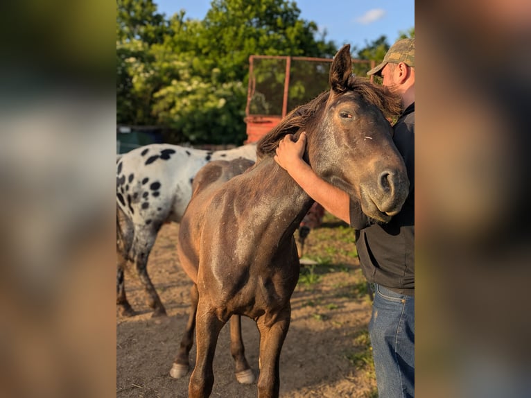 Noriker Mix Stallion 1 year 13,1 hh Leopard-Piebald in Erftstadt