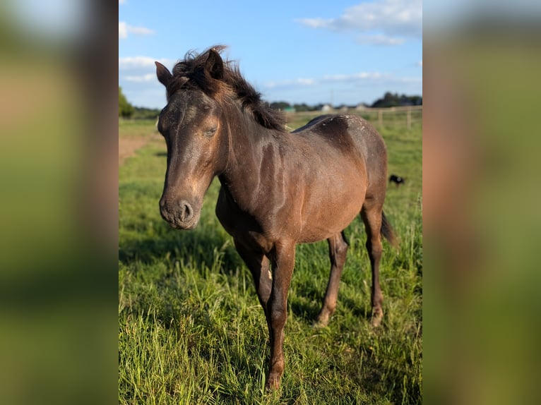 Noriker Mix Stallion 1 year 13,1 hh Leopard-Piebald in Erftstadt