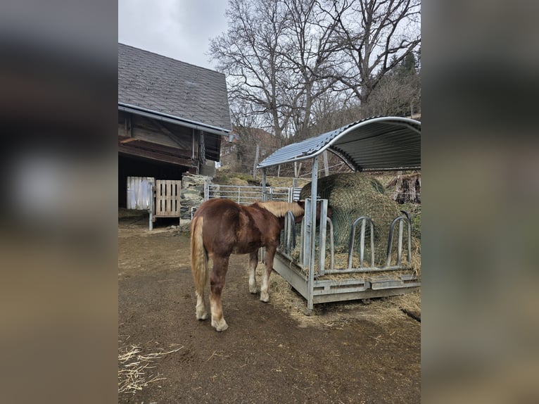 Noriker Stallion 1 year 13,1 hh Sorrel in Ingelsdorf