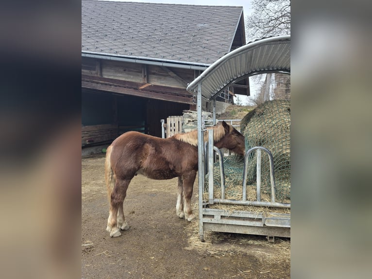 Noriker Stallion 1 year 13,1 hh Sorrel in Ingelsdorf