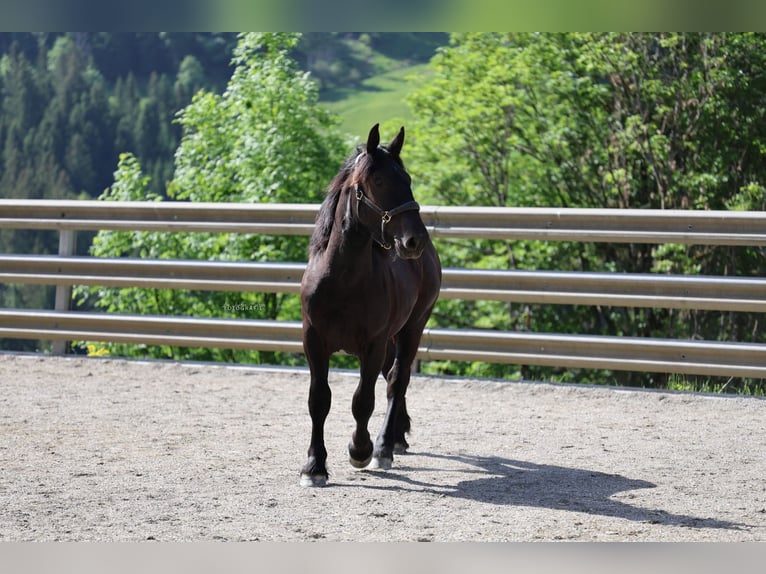 Noriker Stallion 1 year 14.2 hh Black in St.Johann im Pongau