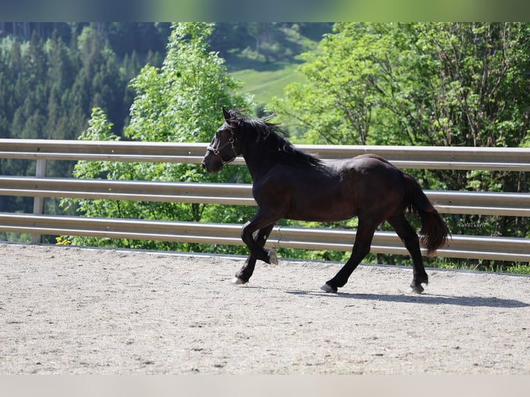 Noriker Stallion 1 year 14.2 hh Black in St.Johann im Pongau
