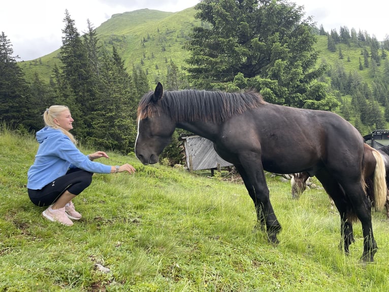 Noriker Stallion 1 year 14,2 hh Black in Taiskirchen im Innkreis