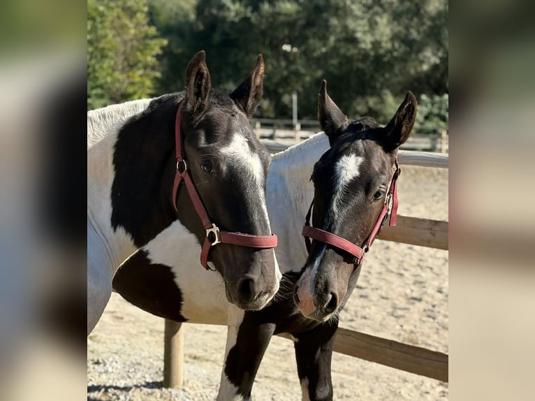 Noriker Stallion 1 year 14.2 hh Pinto in Gummern
