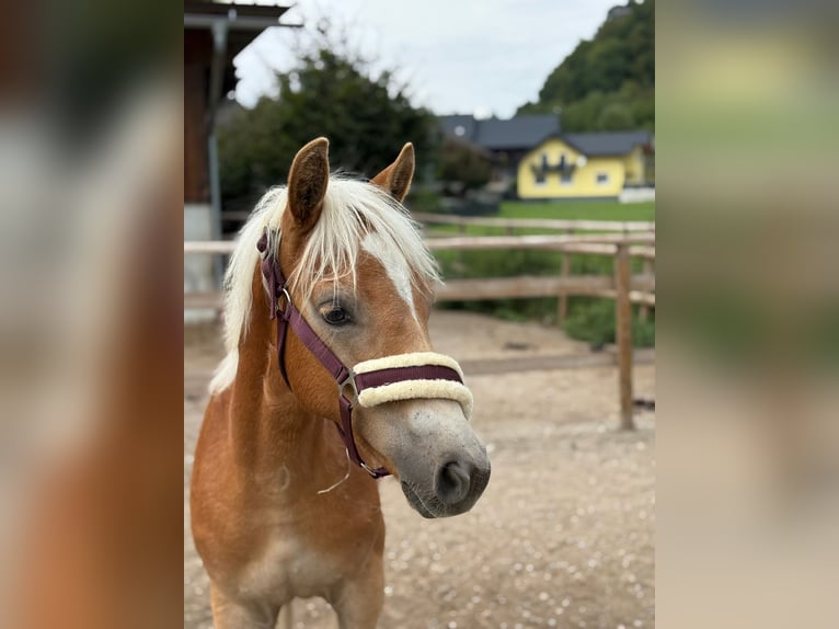 Noriker Stallion 1 year 14.2 hh Pinto in Gummern