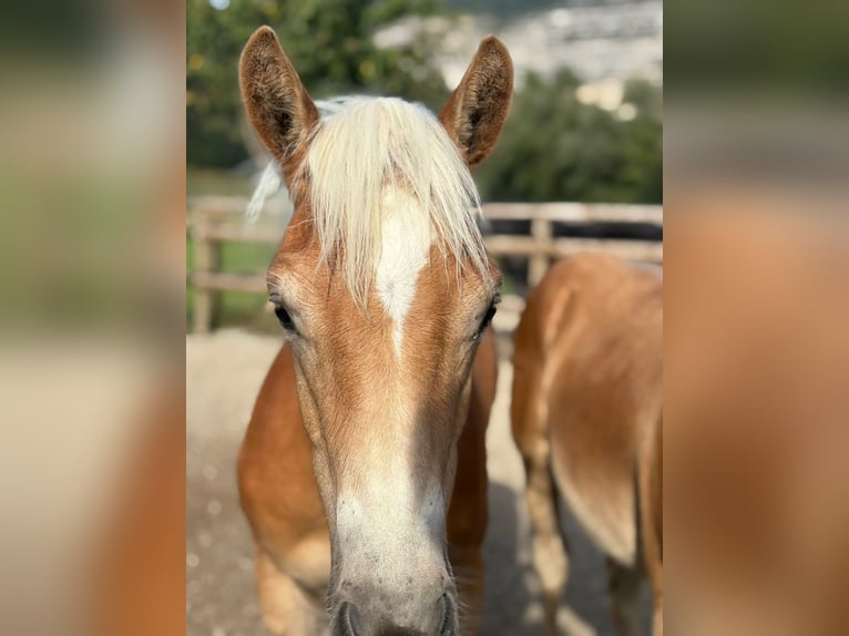 Noriker Stallion 1 year 14.2 hh Pinto in Gummern