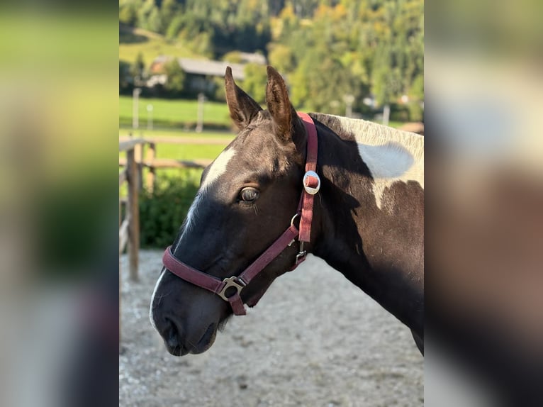 Noriker Stallion 1 year 14.2 hh Pinto in Gummern