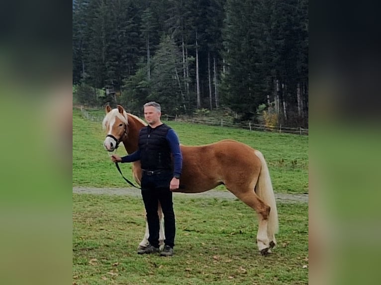 Noriker Stallion 1 year 14.2 hh Pinto in Gummern