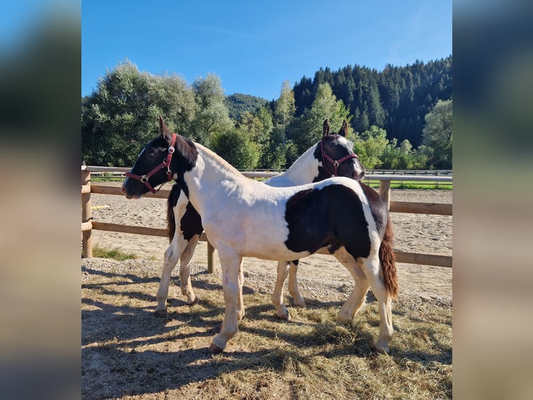 Noriker Stallion 1 year 14.2 hh Pinto in Gummern