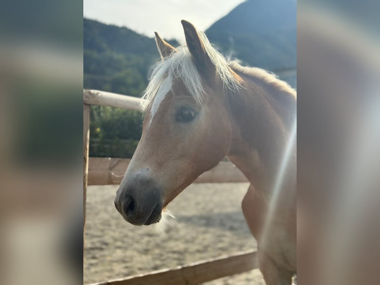 Noriker Stallion 1 year 14.2 hh Pinto in Gummern